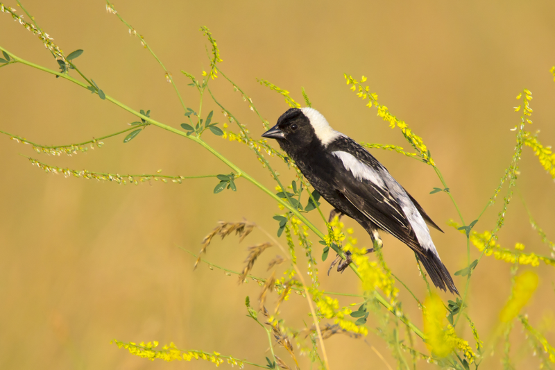 Bobolink. Canon EOS 60D with Tamron SP 150-600mm f/5-6.3 lens; 1/1250 second at f/6.3; ISO 400